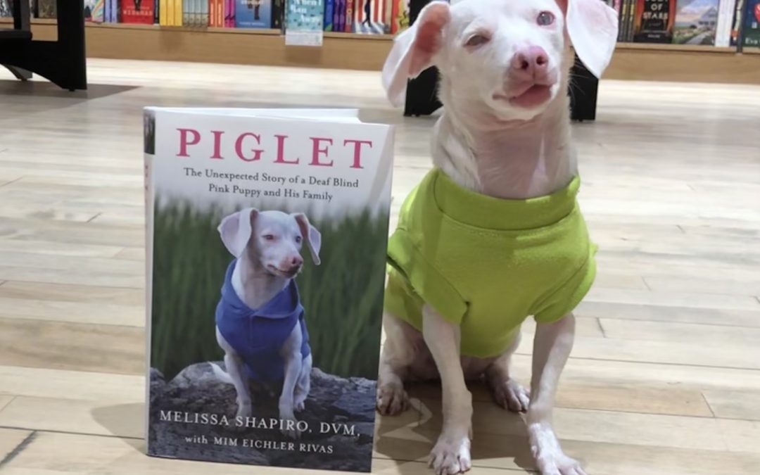 The Piglet Mindset Family Day Event